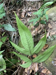 Tectaria subtriphylla