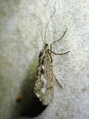 Glyphopsyche irrorata