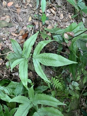 Tectaria subtriphylla