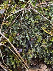 Pallavicinia lyellii
