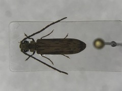 Tenomerga cinerea