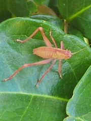 Caedicia