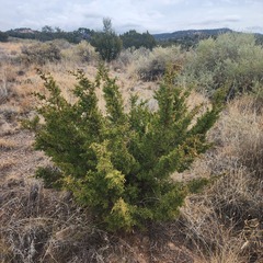 Juniperus monosperma