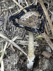 Coprinus comatus