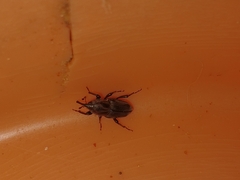 Curculionidae