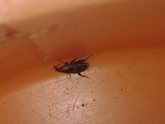 Curculionidae