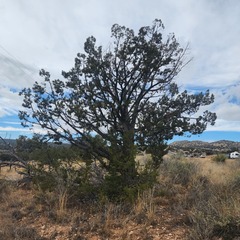 Juniperus monosperma