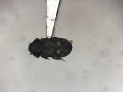 Heterocerus parrotus