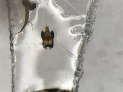 Heterocerus parrotus