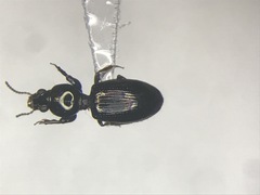 Dyschirius dejeanii
