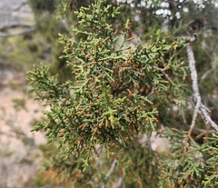 Juniperus monosperma