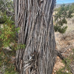 Juniperus monosperma