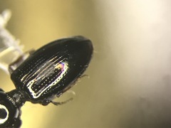 Dyschirius dejeanii