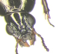 Dyschirius dejeanii