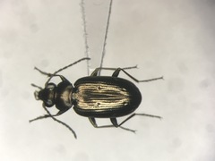 Bembidion americanum