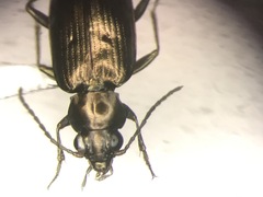 Bembidion americanum