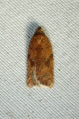 Acleris stadiana