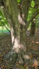 Carpinus