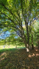 Carpinus
