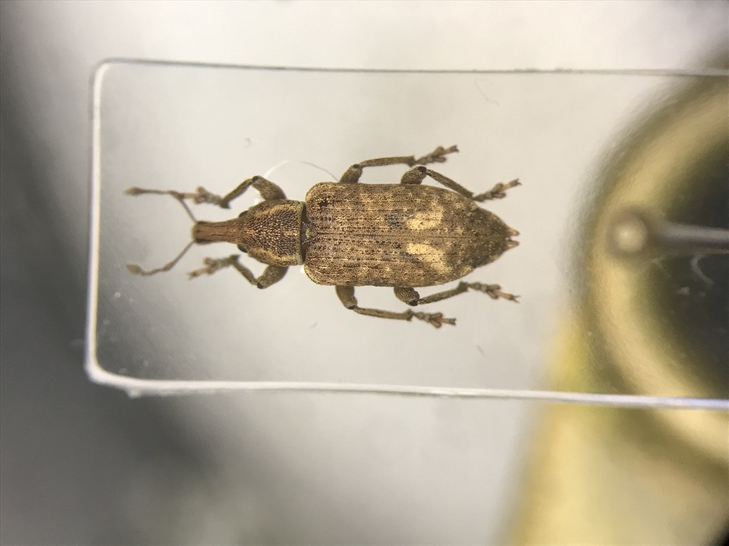Listronotus appendiculatus