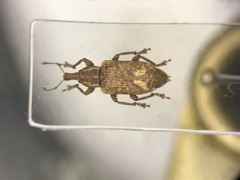 Listronotus appendiculatus