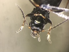 Bembidion americanum