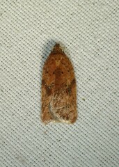 Acleris stadiana