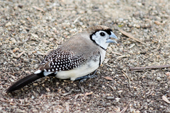 Stizoptera bichenovii
