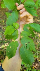 Carpinus
