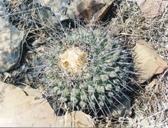 Thelocactus rinconensis multicephalus