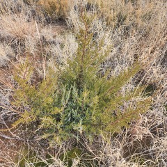 Juniperus monosperma