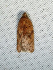 Acleris stadiana