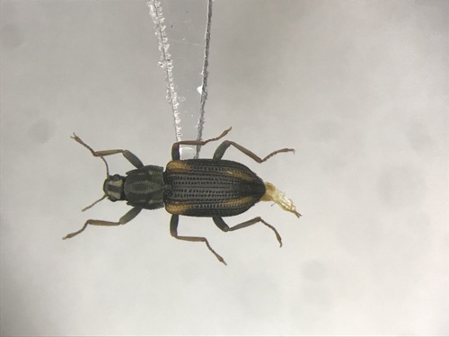 Stenelmis concinna