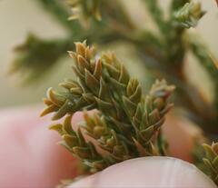 Juniperus monosperma