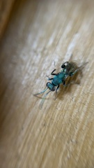 Chrysidoidea