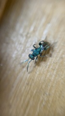 Chrysidoidea