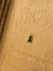 Chrysidoidea