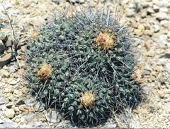 Thelocactus rinconensis multicephalus