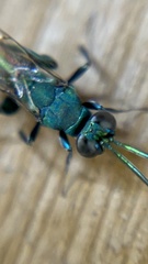 Chrysidoidea