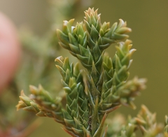 Juniperus monosperma
