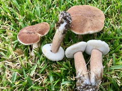 Tylopilus ferrugineus