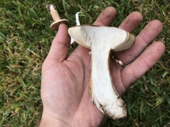 Tylopilus ferrugineus