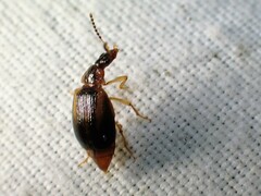 Trigonodemus striatus