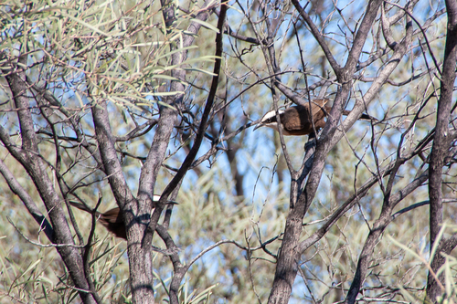 Hall's Babbler (Pomatostomus halli), photo 5