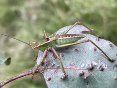 Terpandrus