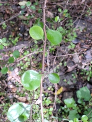 Helichrysum lanceolatum