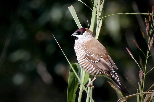 Plum-headed Finch (Emblema modestum), photo 7