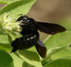 Xylocopa strandi