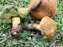 Boletus luridellus