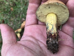 Boletus luridellus